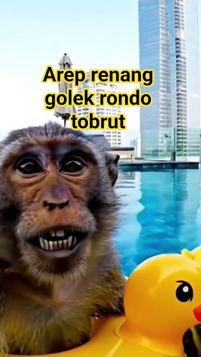 #funny #film #monkey AREP renang golek Rondo tobrut #jalanlurushidup