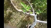 Cómo encalar troncos de los árboles (paso a paso) - Bricomanía -  @Jardinatis - YouTube