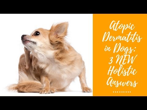 Atopy (Environmental Allergy) in Dogs: 3 Holistic Options