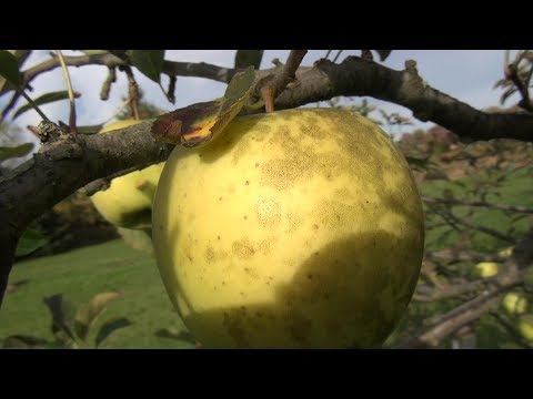 Video: Treating Sooty Blotch Fungus - Kawm Txog Sooty Blotch On Apples
