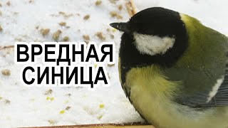 Синицы: птицы-вредители 🐥 Когда синица приносит вред человеку?