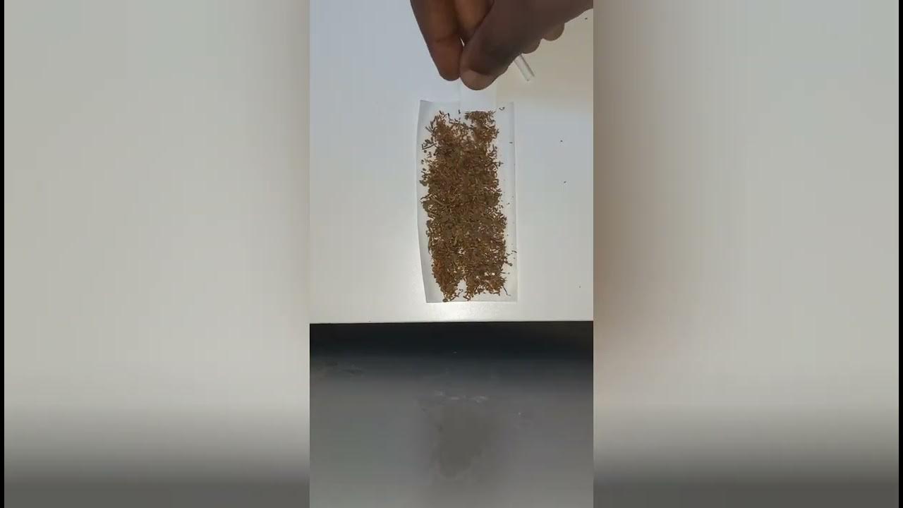 How to roll a Dutch joint 🤔 YouTube