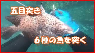 おっちゃんの魚突き１２　五目突き　６種の魚を突く