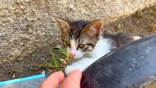 Homeless kitten came to me for attention and love