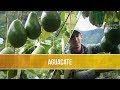 Cuales son las Variedades de Aguacate - TvAgro por Juan Gonzalo Angel