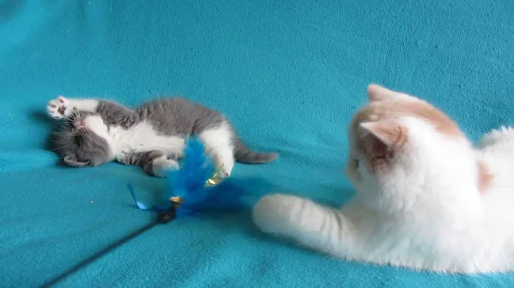 Watch the video about Beautiful exotic shorthair kittens