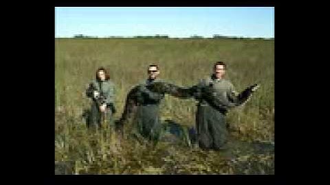 Biggest Python in Florida Snake Hunt Released Back into the Wild