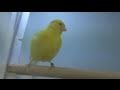 How To Make A Canary Sing