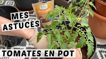 Comment entretenir un plant de tomate cerise en pot ?