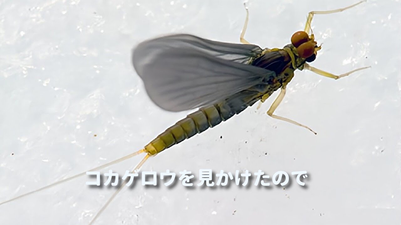 コカゲロウを見つけたので - YouTube