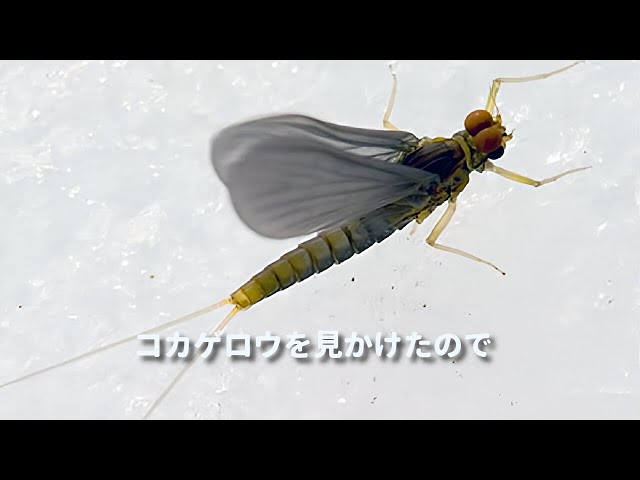 コカゲロウを見つけたので - YouTube