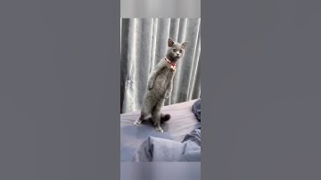 Find an Egg 🥚| Dop 5 Game Level 57 #dop5 #shortsfeed 😜subscribe😜 Best Game