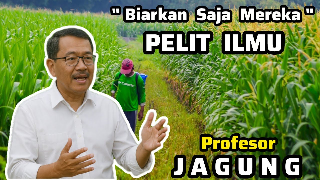 ‼️Saya Bongkar Di Sini‼️ILMU Budidaya Jagung Manis + Pulut‼️Dari Pupuk + Olah Lahan + Pestisida Hama
