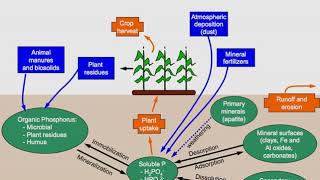 Phosphorus cycle | Wikipedia audio article