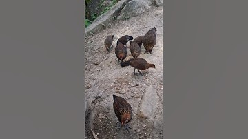 gà rừng tơ đỉnh cao.qaib qus zoo nkauj