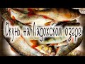 ОКУНЬ на Ладожском озере удачная Рыбалка на Ладоге Perch on Lake Ladoga Successful Fishing on Ladoga