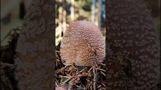 Je potřeba udělat kontrolu lesa mushroom houby sumavskahoubicka