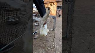 Ducks Tunnel in Action |Easy One-WayPoultry Catching