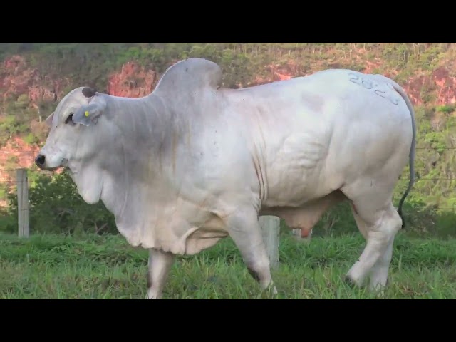 Lote 16 - MDLO 2823 -  Leilão Fazenda Modelo