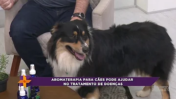 Pode passar citronela em cachorro?