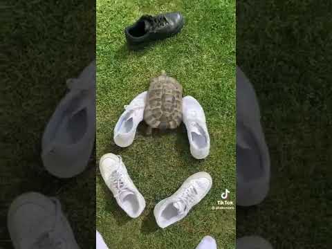 فيديو: لماذا ترقص السلاحف المشعة؟