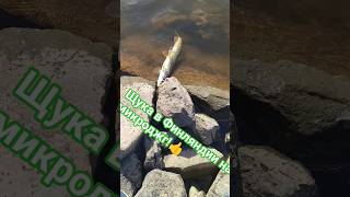 "Щука на микроджг в Финляндии!                                   #щука #finland #shorts
