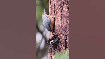 The Eurasian nuthatch foraging upside down on the bark of a tree, Sitta europaea  #shortvideo