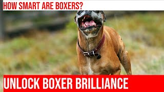 Unlocking the Intelligence of Boxer Dogs: How Smart Are They?