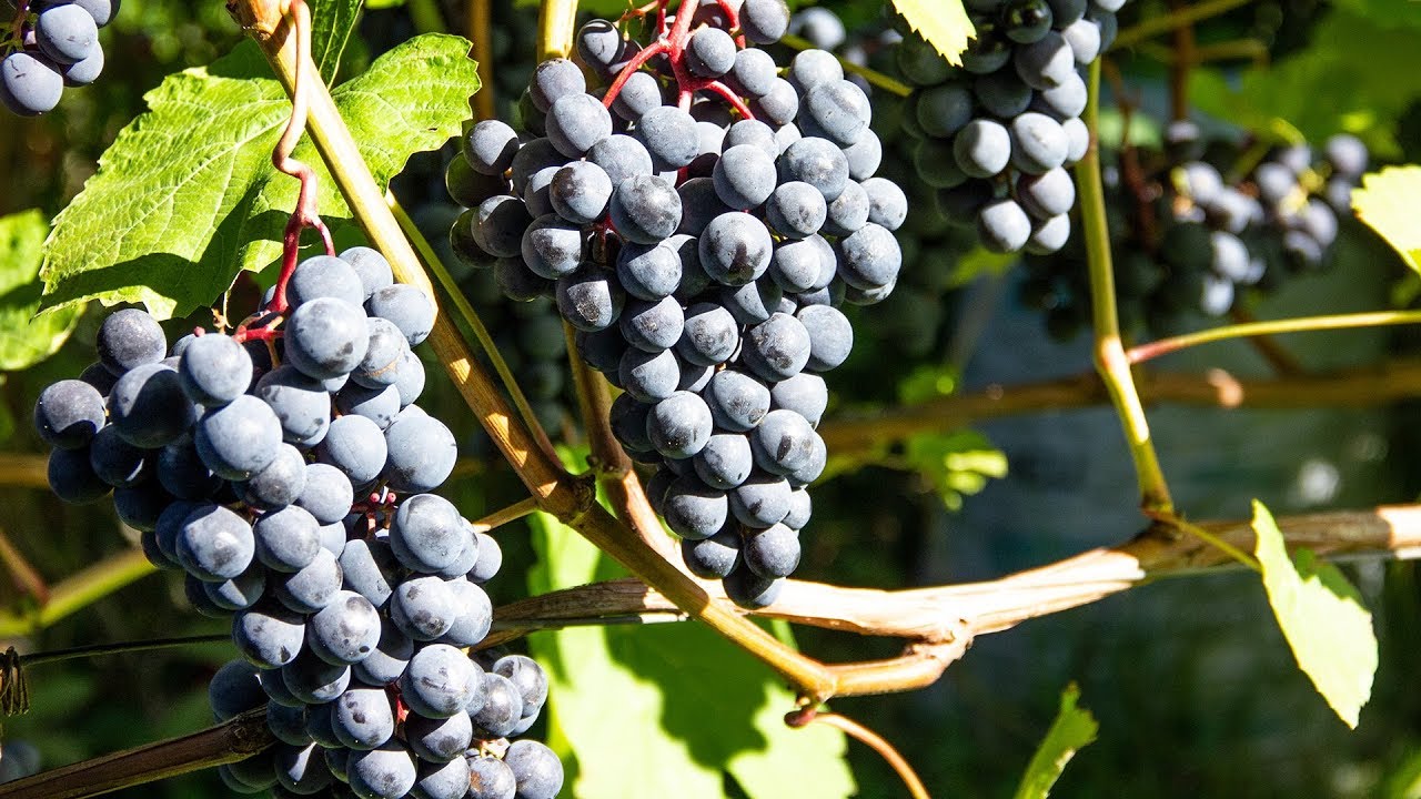 Можно ли делать вино из столового винограда