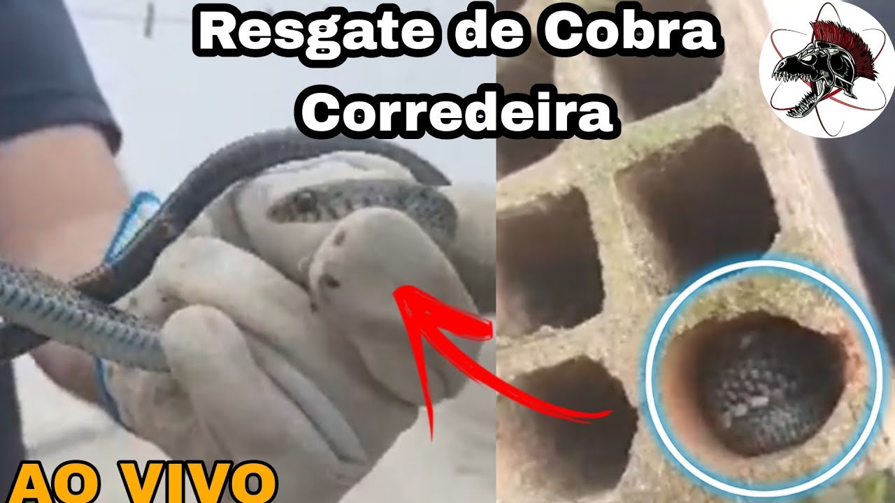 Resgate de Cobra Corredeira Ao Vivo