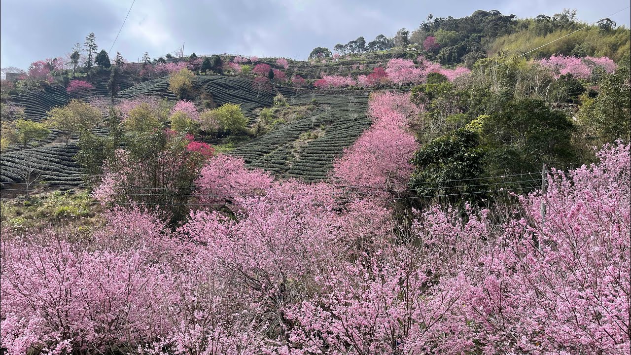 雲林-古坑 石壁美人谷 賞櫻（2025/2/24
