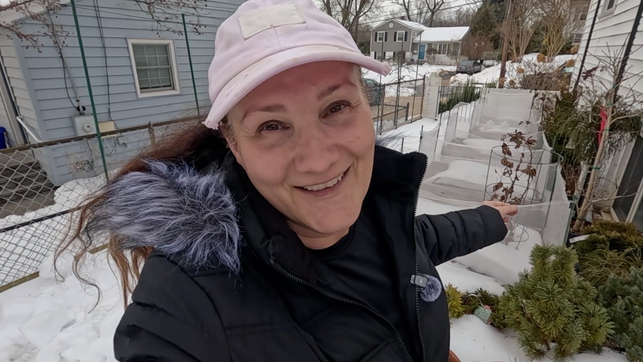 Пересадка болезненно выглядящих томатных растений и зимний полив // Земля и посуда