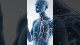 Garlic Defense – How Garlic Strengthens Immunity | 3D Transparent Anatomy | Health Ignite