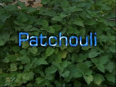 Patchouli Cultivation
