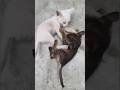 Cute Kittens Fighting Playfully 😺 #shorts #shortsfeed #trending #catplaying #usashorts #usa