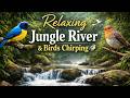 Relaxing Jungle River &amp; Birds Chirping 🐦 Nature Sounds for Sleep &amp; Study