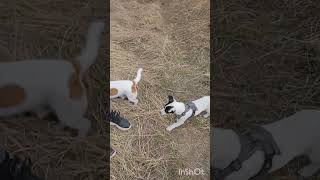 у нас новый друг) #животные #puppy #юмор #pets #собакиулыбаки #собака #game #funny