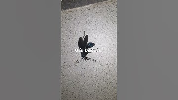 Chú Ong Bị Thương Không thể Bay Nổi | Bee, Insect, Animal, Zoo