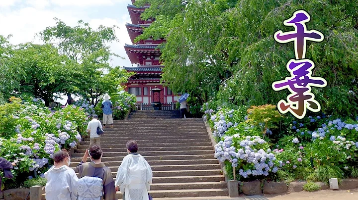 The peak season of hydrangea flowers in Chiba. The summer is just around the corner. #本土寺 #服部農園 #4K - DayDayNews