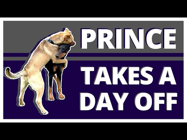 Why does Prince React this way to a Hyper Dominant Dog? Plus two Important Techniques you can use. class=