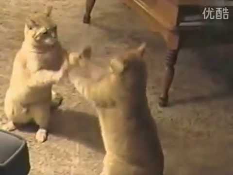 French cats playing patty cake