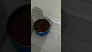 Kediler Neden Mama Kabını Eşeler