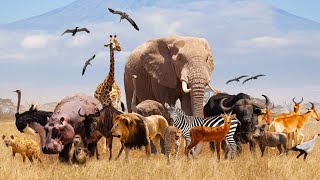 Meet The Animals Season 5 And 6 121 - 200