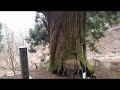山梨 矢立て杉  千年の時空を超える杉