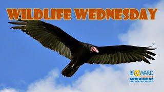 Turkey Vulture | Broward County Parks | Wildlife Wednesday