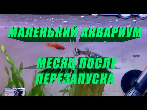 Видео: 6 Растения „Аквариум“, които трябва да избягвате