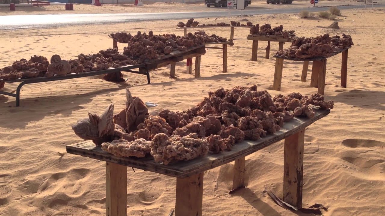 Desert Flower Only In Hassi Messaoud Algeria YouTube desert-flower-only-in-hassi-messaoud-algeria-youtube