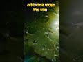 দেশি মাগুর মাছের মিশ্র চাষ। #shortvideo #subscribe #shots #like #share #fish  #পুকুরে_মাছ_চাষ