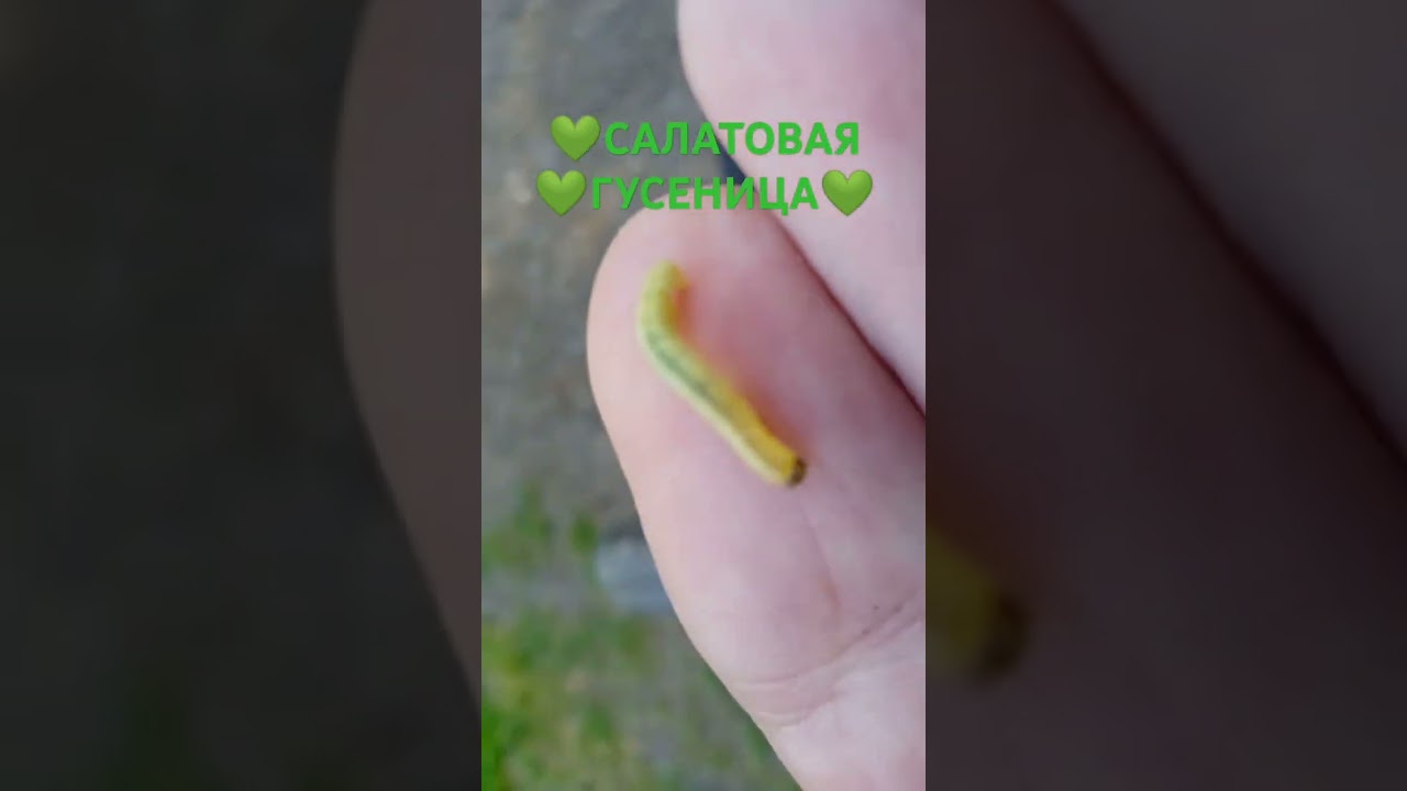 💚 Салатовая 💚 Гусеница 💚 