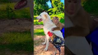 monkey dog and rooster plying A beautiful moments #270 #shorts #trending